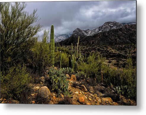 Acrylic Prints Metal Print featuring the photograph Sonoran Winter No.1 by Mark Myhaver