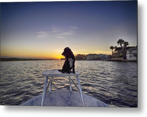 Spaniel Metal Print featuring the photograph Spaniel at Sunset by Kristina Deane