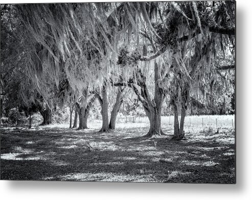 North Port Florida Metal Print featuring the photograph Spanish Moss In Black and White by Tom Singleton