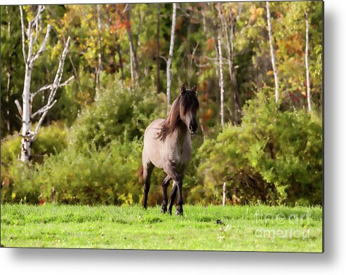 Wild Horse Metal Print featuring the photograph Spanish Mustang by JBK Photo Art