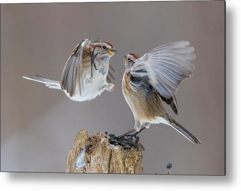  Tree Metal Print featuring the photograph Sparrows Fight by Mircea Costina Photography