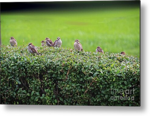 Sparrows Metal Print featuring the photograph Sparrows gathering place by Yumi Johnson