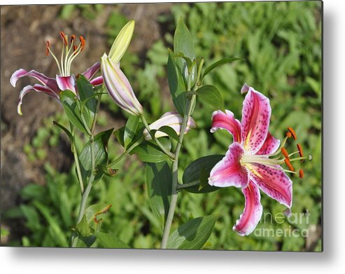 Ruby Lilies Metal Print featuring the photograph Speciosum Magnificum by Penny Neimiller