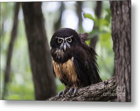 Owl Metal Print featuring the photograph Spectacled Owl by Andrea Silies