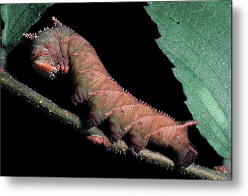 Insects Metal Print featuring the photograph Sphinx Moth Caterpillar by Gary Shepard