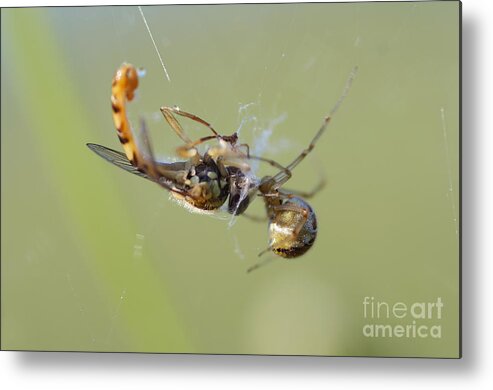 Closeup Metal Print featuring the photograph Spider and its prey by Michal Boubin