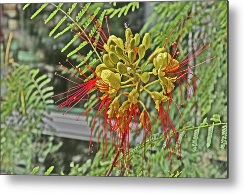 Spider Flower Red Filament Petals Yellow Pod-like Center Green Leaves Background Metal Print featuring the photograph Spider Flower Red Filament Petals Yellow Pod-Like center Green Leaves Background 2 10232017 Colorado by David Frederick