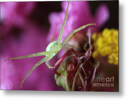 Crab Spider Metal Print featuring the photograph Spider In The Crepe Myrtle Tree by Mike Eingle