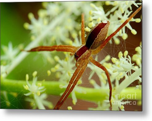 Spider Metal Print featuring the photograph Spider In The Flowers by Michael Eingle