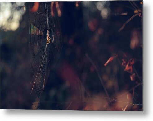 Spider Metal Print featuring the photograph Weaver by Gene Garnace