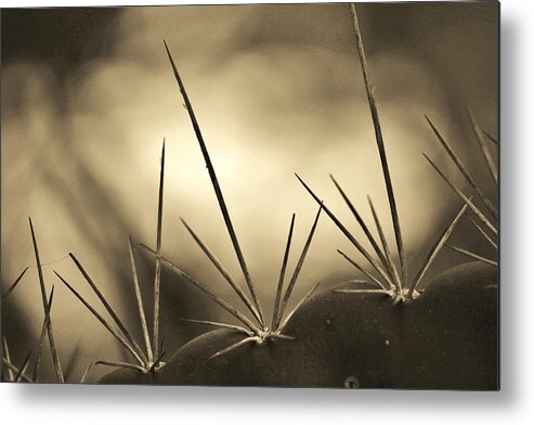 Cactus Metal Print featuring the photograph Spiked by Melanie Moraga