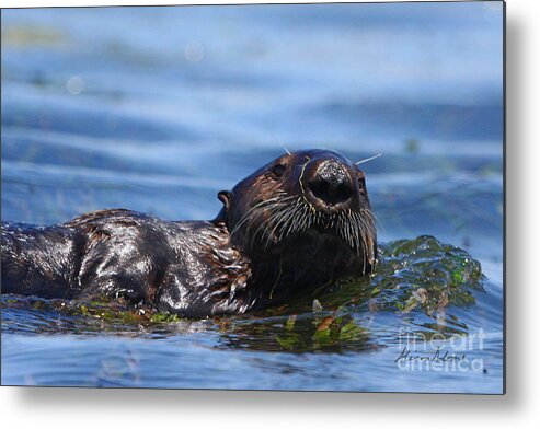 Otter Metal Print featuring the photograph Spikey by Alison Salome