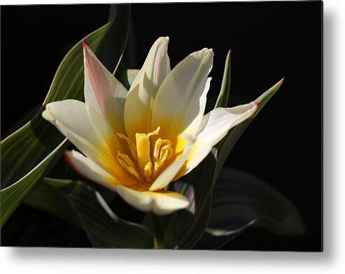 Tulip Metal Print featuring the photograph Spiky Tulip by Tammy Pool
