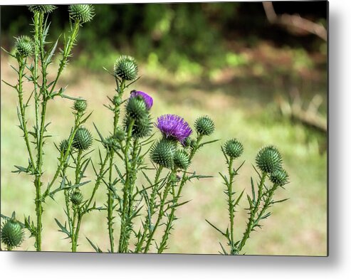 Bull Thistle Metal Print featuring the photograph Spiny Bull Thistle Wildflowers by Kathy Clark