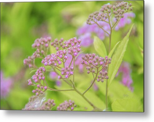 Spirea Metal Print featuring the photograph Spirea by Pamela Williams