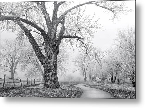 Alley Metal Print featuring the photograph Spirit Of The Tree by Kadek Susanto