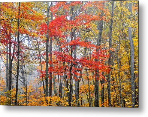 Fall In The Mountains Metal Print featuring the photograph Splash of Color by Alan Lenk