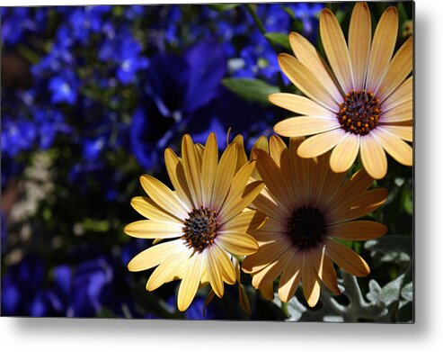 Flowers Metal Print featuring the photograph Splash Of Color by Off The Beaten Path Photography - Andrew Alexander