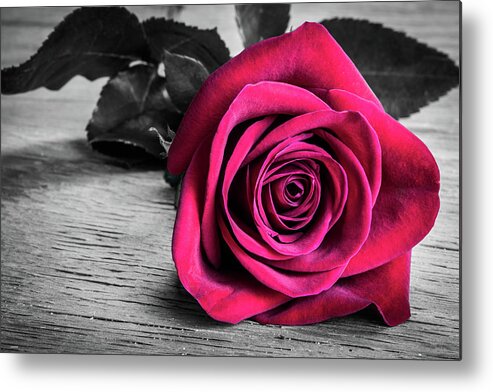 Red Rose Metal Print featuring the photograph Splash of Red Rose by Tammy Ray