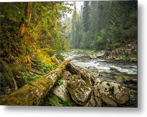 Selway Metal Print featuring the photograph Splash of Sunlight by Brad Stinson