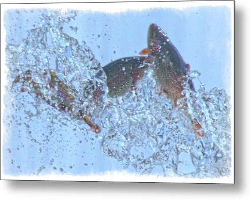 Mouth Metal Print featuring the photograph Splashing Trout by Constantine Gregory