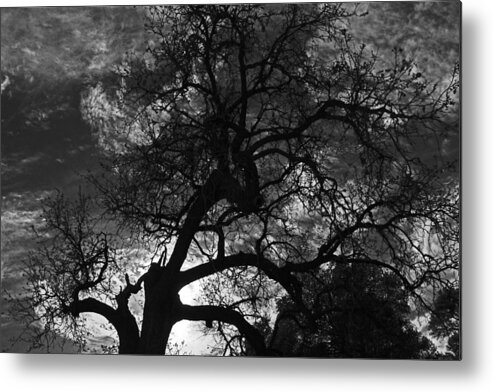 Tree Metal Print featuring the photograph Spooky Tree by Shoal Hollingsworth
