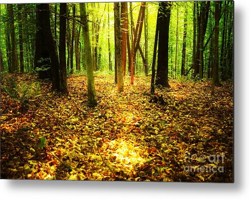 Forest Metal Print featuring the photograph Spot of Light by Merle Grenz