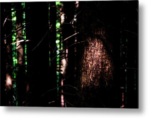 Wilderness Metal Print featuring the photograph Spotlight in the Woods by Pelo Blanco Photo