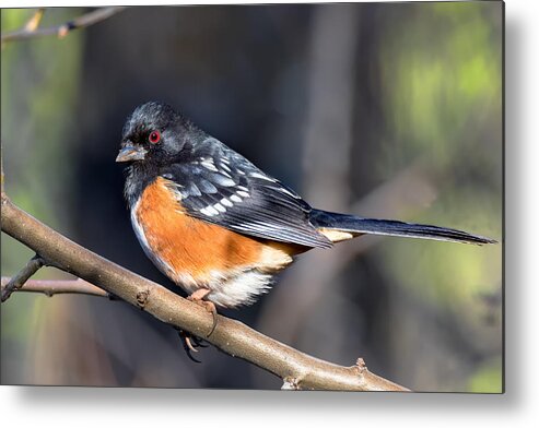 Spotted Towhee Metal Print featuring the photograph Spotted Towhee Portrait by Kathleen Bishop