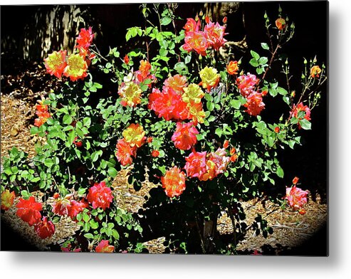 Flowers Metal Print featuring the photograph Spreading Cheer by Diana Hatcher