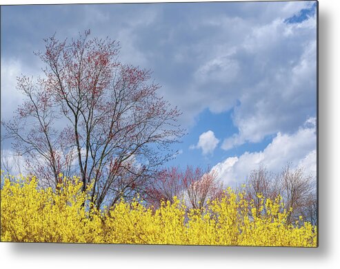 Spring Metal Print featuring the photograph Spring 2017 by Bill Wakeley