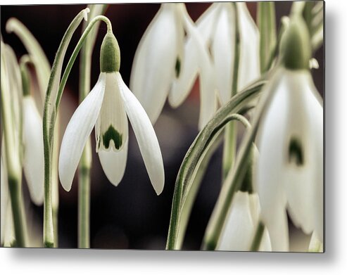Nature Metal Print featuring the photograph Spring by Andreas Levi