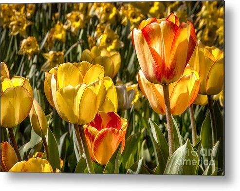 Tulips Metal Print featuring the photograph Spring Beauty 1 Tulips Large Canvas Art, Canvas Print, Large Art, Large Wall Decor, Home Decor, by David Millenheft