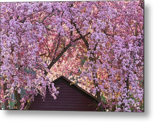 Spring Metal Print featuring the photograph Spring Blossom Canopy by Alan L Graham