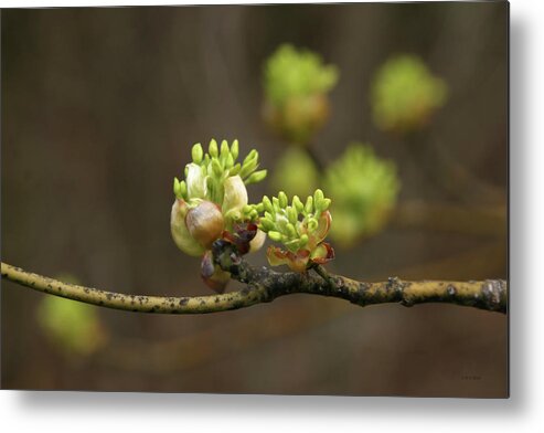 Spring Buds Metal Print featuring the photograph Spring Buds 9365 H_2 by Steven Ward