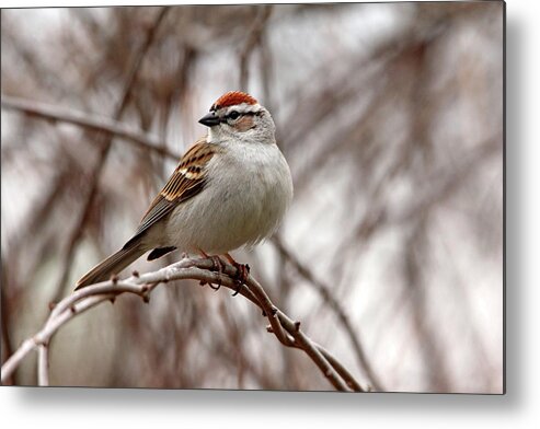 Chipping Sparrow Metal Print featuring the photograph Spring Chipping Sparrow by Debbie Oppermann
