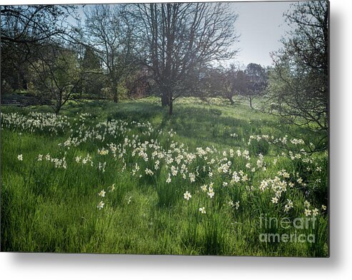 Spring Metal Print featuring the photograph Spring Daffodils in the Orchard  by Perry Rodriguez