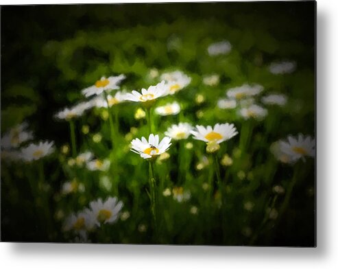 Wildflower Painting Metal Print featuring the photograph Spring Daisies by Chris Bordeleau