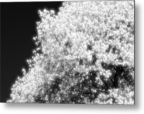 Black And White Metal Print featuring the photograph Spring Day In Barrie Ontario Canada 2017-05-15 Two by Lyle Crump