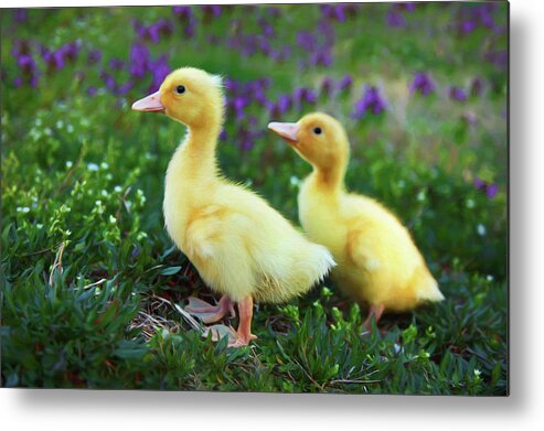 Duck Metal Print featuring the photograph Spring Ducklings by Amy Jackson