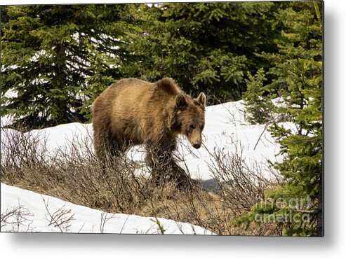 Grizzly Metal Print featuring the photograph Spring Grizzly by Louise Magno