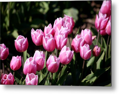 Pink Tulips Metal Print featuring the photograph Spring Harmony by Mary Gaines