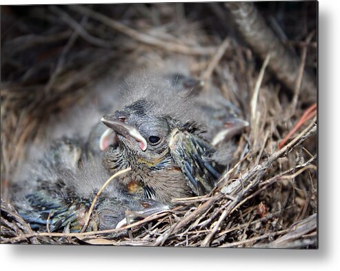 Baby Metal Print featuring the photograph Spring by Holly Ethan