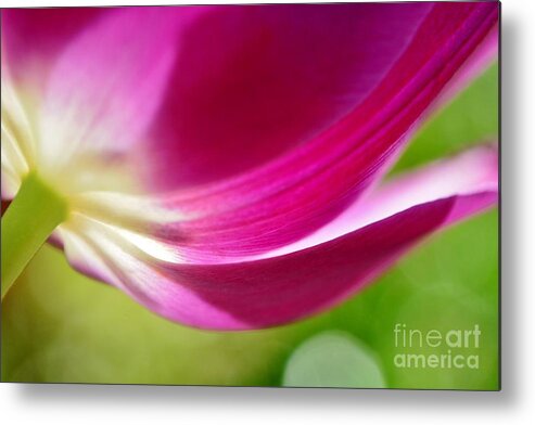 Flower Metal Print featuring the photograph Spring Illumination by Kelly Nowak