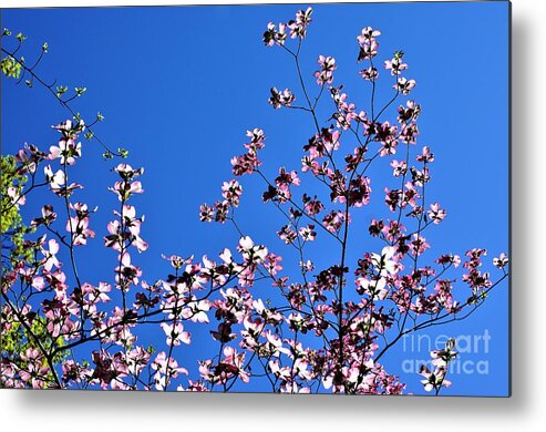 Springtime Metal Print featuring the photograph Spring in Louisville by Merle Grenz