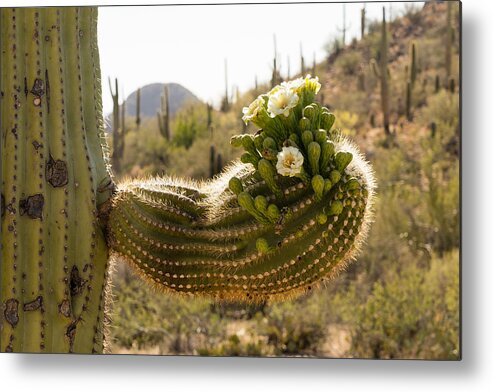 Cactus Metal Print featuring the photograph Spring in the desert by Mike Evangelist