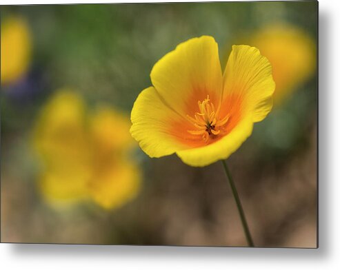 Poppies Metal Print featuring the photograph Spring is Beckoning by Saija Lehtonen