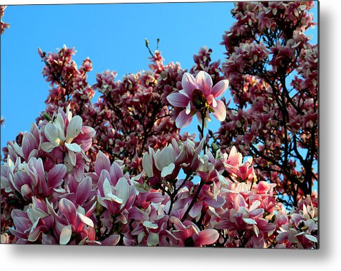 03.23.16_a Img_2091. Spring Is Here Metal Print featuring the photograph Spring is here by Dorin Adrian Berbier