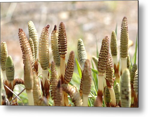 Spring Metal Print featuring the photograph Spring Macro4 by Jeff Burgess