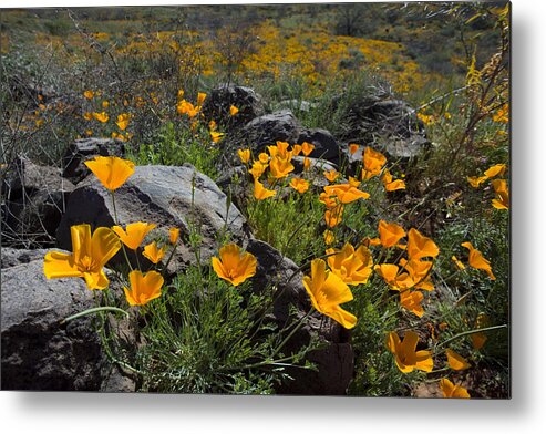 Spring Metal Print featuring the photograph Spring Poppies by Sue Cullumber